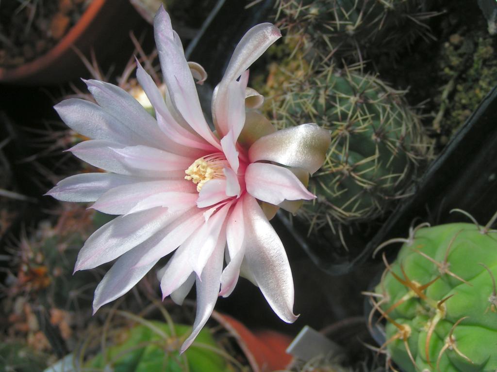 Gymnocalycium erinaceum